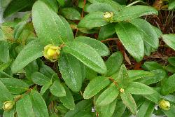 Hypericum calycinum stems with developing flower buds.
 Image: M.I. Dawson © M. I. Dawson 2010 